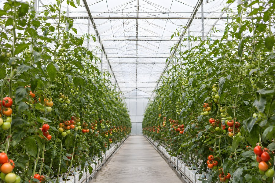 Empty aisle between rows of vine tomatoes growing inside a commercial greenhouse polytunnel with diffused daylight and no people
