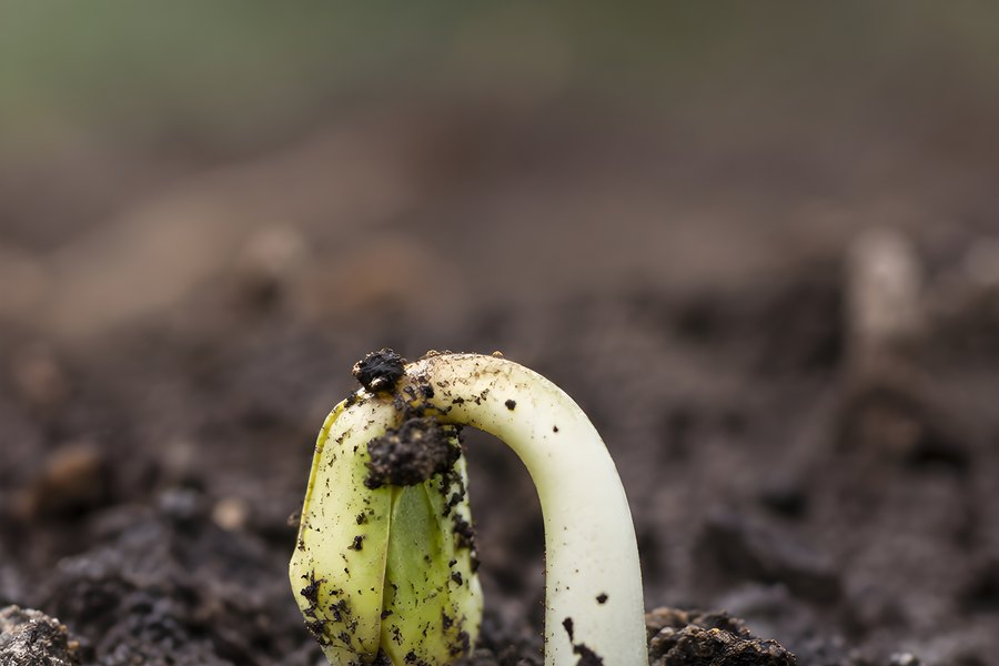 Close-up of a young seedling with a curved hypocotyl hook emerging through dark, crumbly soil in a macro nature shot
