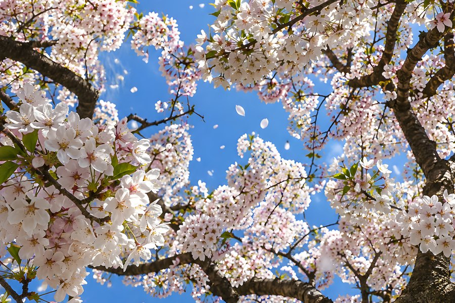 Looking up through an apple blossom canopy at a clear blue sky with petals drifting down