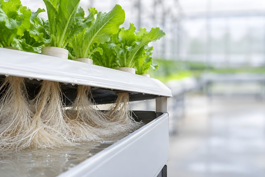Close-up of hydroponic lettuce roots suspended in a nutrient film water channel inside a greenhouse