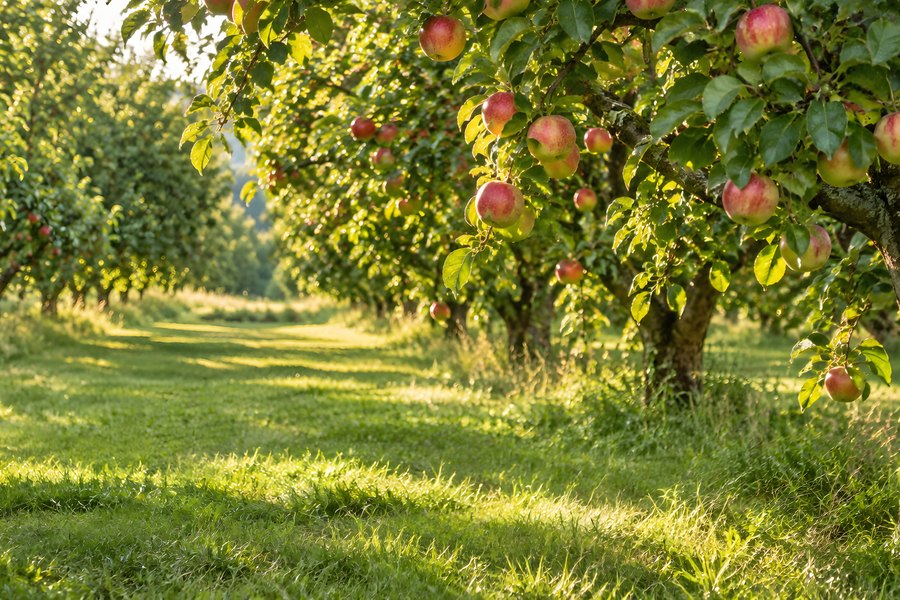 Sunlit apple orchard rows with ripe red apples hanging from leafy branches above a grassy alley path