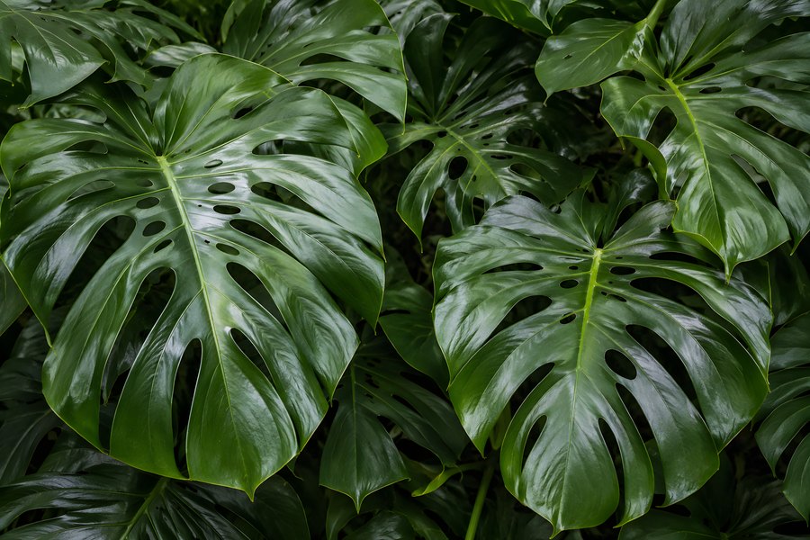 Glossy monstera leaves with natural leaf holes forming a dense green tropical foliage texture background
