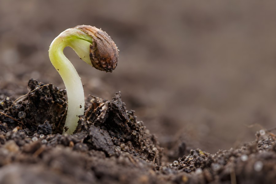 Macro close-up of a single seedling with its seed coat still attached, curving up through dark soil as the first green shoot breaks through