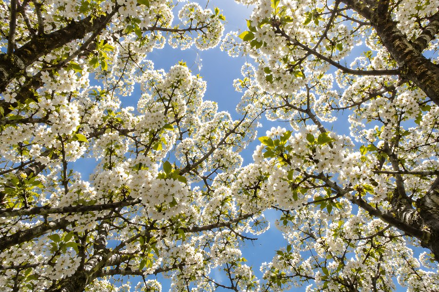 Low-angle view looking up through blossoming fruit tree branches to a blue sky with bright sun flare