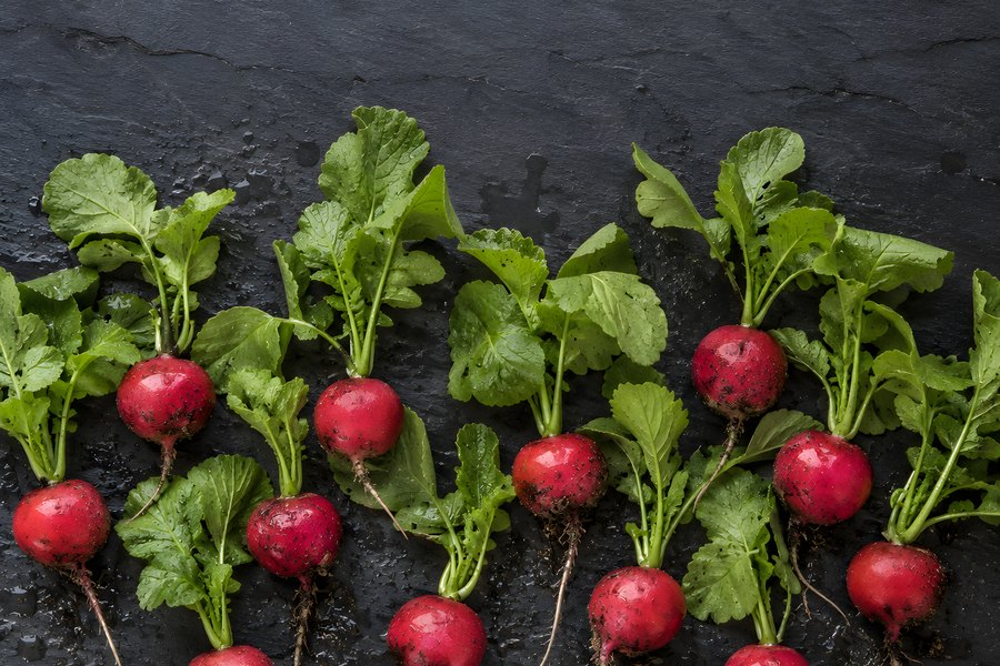 Fresh Red Radishes with Roots and Leaves Arranged in a Row on Dark Slate Background