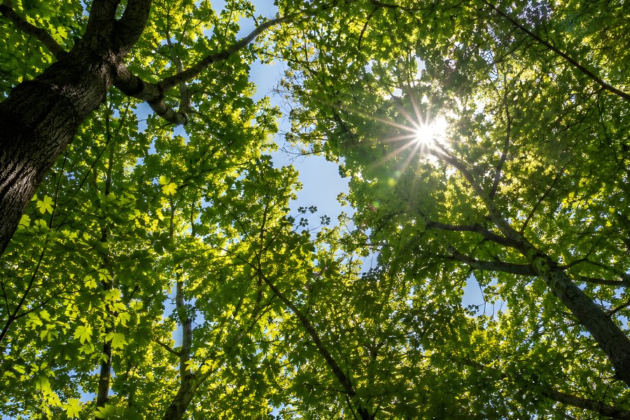 Sunburst shining through a green tree canopy with backlit leaves and blue sky, low angle view from below