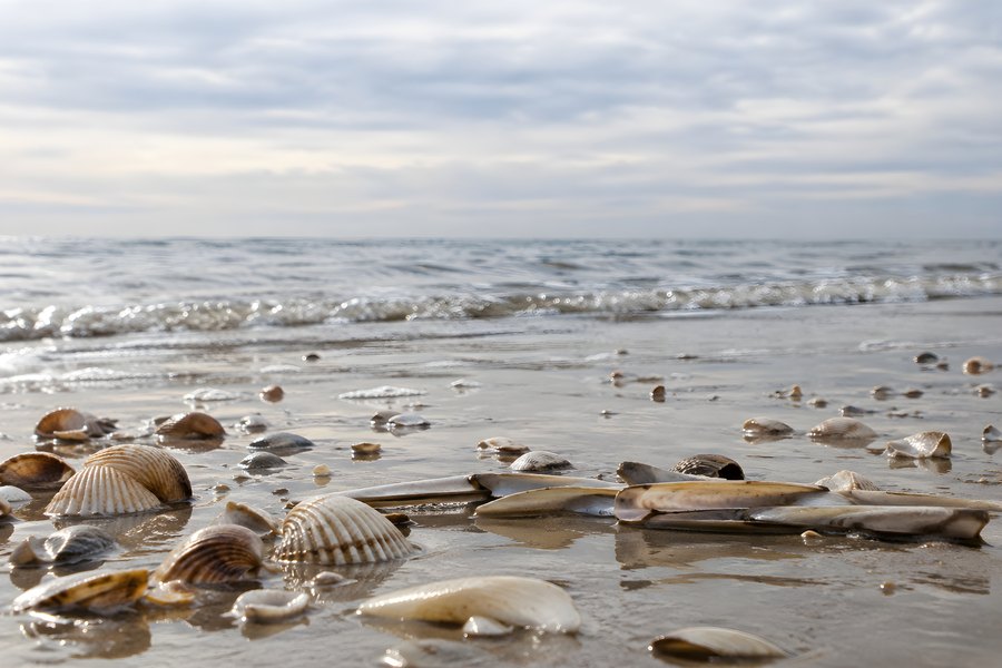 Seashells scattered on wet sand at the shoreline with gentle waves and an overcast sky